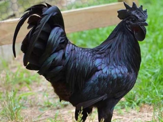 Giống gà kỳ lạ: Đen từ thịt đến... trứng