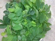 Thực hư ăn rau ngót bị sảy thai