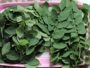 Bà bầu - Thực hư ăn rau ngót bị sảy thai
