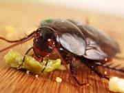 Nhà đẹp - Nhà không còn một con gián khi sử dụng thứ bột rẻ tiền nhà nào cũng có