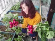 Nhà đẹp - Lịch trồng rau trong thùng xốp đủ cho gia đình 6 người ăn suốt tháng 11,12