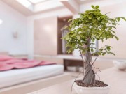 Nhà đẹp - Vị trí đặt cây cảnh phong thủy cho tiền trôi vào túi