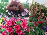 Nhà đẹp - Hoa triệu chuông nở kín tường, đây chính là ngôi nhà 'màu mè' nhất Quảng Ninh