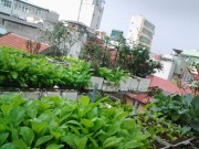 Nhà đẹp - Vườn rau ngập sắc xanh trên nóc nhà cổ của chàng kỹ sư cơ khí