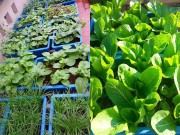 Nhà đẹp - Bí quyết trồng rau phủ kín sân thượng của bà mẹ 7X nhờ công thức thuốc sâu tự chế