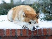 Xem & Đọc - Dù đọc bao lần, chuyện về chú chó đợi chủ 9 năm vẫn khiến bạn bật khóc