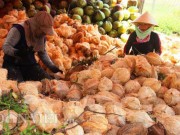 Mua sắm - Giá cả - "Phù phép" vỏ dừa phế thải thành sản phẩm độc đáo thu tiền triệu