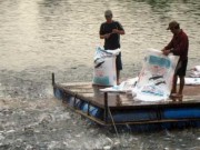 Mua sắm - Giá cả - “Cò cá” bắt tay thương lái Trung Quốc lùng sục mua cá tra non