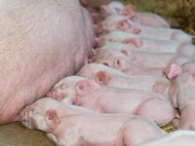 Tin tức - Mổ heo phát hiện 'vật thể lạ', người đàn ông ngỡ vớ được báu vật