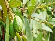 Sức khỏe - 5 cách trị tiểu đường hiệu quả bằng lá ổi - Người nào cũng nên thử!