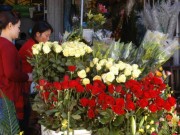 Mua sắm - Giá cả - Hoa Đà Lạt sẽ tăng giá mạnh dịp lễ 20-11