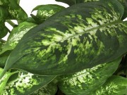 Nhà đẹp - Vì sao nhà có trẻ nhỏ thì nên vứt ngay 5 loại cây độc hại này đi?