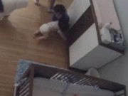 Clip Eva - Anh 9 tuổi dũng cảm đỡ em bé rơi từ trên bàn trong chớp mắt