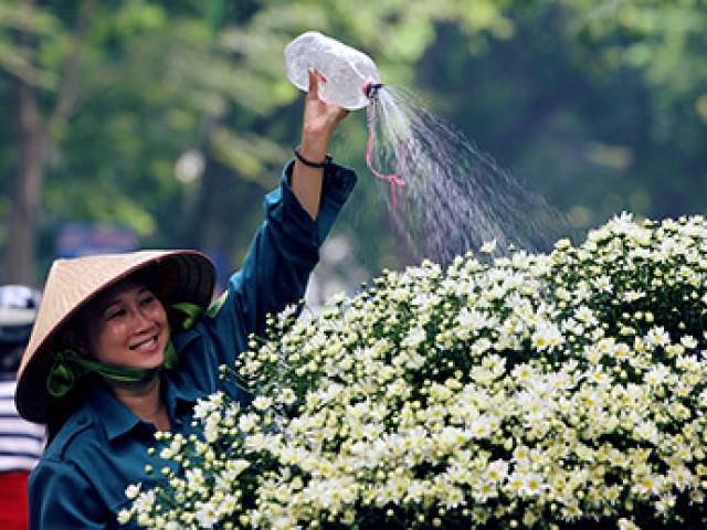 Hà Nội dịu dàng mùa cúc họa mi về phố