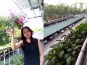 Nhà đẹp - Ban công 2m2, mẹ 8X trồng đủ rau sạch phục vụ bữa ăn dặm cho con