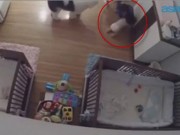 Tin tức - Cậu bé 9 tuổi chạy nhanh như chớp cứu em trai 11 tháng rơi từ trên bàn xuống đất