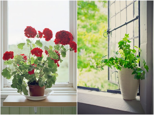 8 loại cây trồng trong nhà khiến "mệt mỏi chỉ còn là chuyện nhỏ"