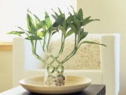 Nhà đẹp - Lý do bất ngờ khiến bạn không bao giờ xếp 4 cây tre phong thủy trong bình