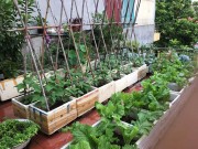 Nhà đẹp - Cô giáo làng 10 năm không tốn tiền mua rau nhờ vườn sân thượng