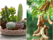 Nhà đẹp - Những loại cây cực xui xẻo, tuyệt đối không trồng nếu không muốn mất tiền