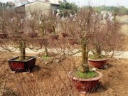 Tin tức - Đào Tết Đinh Dậu 2017: Đào thế “gà vàng”, “phú quý”… lên ngôi