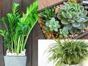 Nhà đẹp - Chọn cây cảnh theo mệnh để tài lộc chảy vào nhà