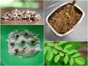 Nhà đẹp - Trồng rau chùm ngây từ giấy ẩm, chẳng mấy chốc đã có thuốc bổ cho cả nhà