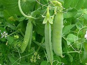 Sức khỏe - Ăn đậu no hơn ăn thịt