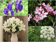 Nhà đẹp - 6 loại hoa đẹp xuất sắc nhưng chứa chất kịch độc gây chết người