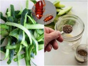 Nhà đẹp - Đặt 3 miếng vỏ dưa chuột vào góc nhà, điều bất ngờ sẽ xảy ra với lũ gián