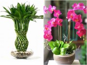 Nhà đẹp - Trồng những loại cây phong thủy này, gia chủ sẽ phát tài nhanh chóng