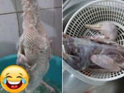 Eva Yêu - Không may ra mắt nhà chồng, mà nhổ lông vịt thế này là xong!