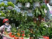 Tin tức - Hoa lạ, kiểng độc rục rịch ra chợ Tết