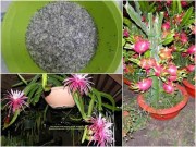 Nhà đẹp - Tự trồng cây thanh long từ hạt cho quả trĩu cây ăn không xuể