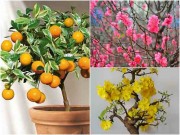 Nhà đẹp - Ý nghĩa của 3 loại cây cảnh đào, quất, mai thường được dùng trong dịp Tết