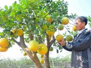 Nhà đẹp - Cây ngũ quả tán “trăm hoa đua nở” siêu lạ ở Thủ đô