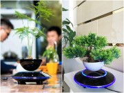 Nhà đẹp - Cây trồng chậu xưa rồi, Tết năm nay mọi người "chơi" bonsai bay