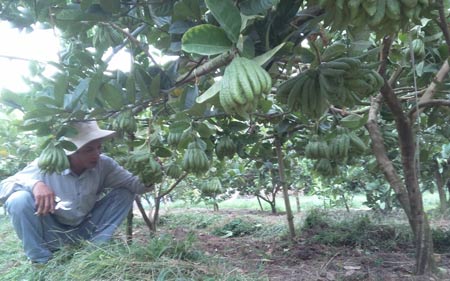 Chi tiền triệu “săn” bonsai phật thủ đón Tết - 1