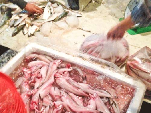 Rợn người hải sản bảo quản bằng phân urê - 1