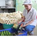 Mua sắm - Giá cả - Bánh chưng, bánh tét... ùn ùn xuất ngoại