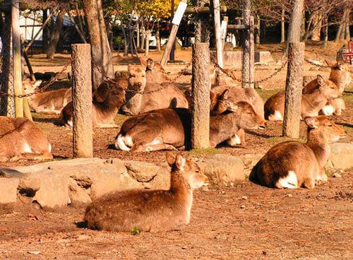 Đắm mình trong nét duyên thầm Nara, Nhật Bản - 3