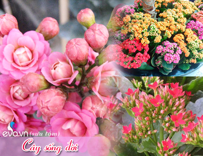 Cây sống đời
Cây sống đời với những chùm hoa xinh xắn, nhỏ nhắn mang ý nghĩa cầu chúc một năm mới dồi dào sức khỏe cho cả gia đình. Đây là một trong những lựa chọn tuyệt vời để mua về trưng Tết năm nay.