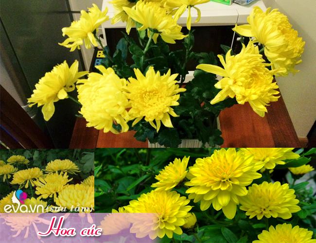 Hoa cúc 
Hoa cúc là biểu tượng của sự sống, tăng thêm phúc lộc cũng như sự hoan hỉ đến nhà, những chậu cúc nhỏ hay cắm hoa cúc có thể giúp ổn định phúc khí trong nhà.