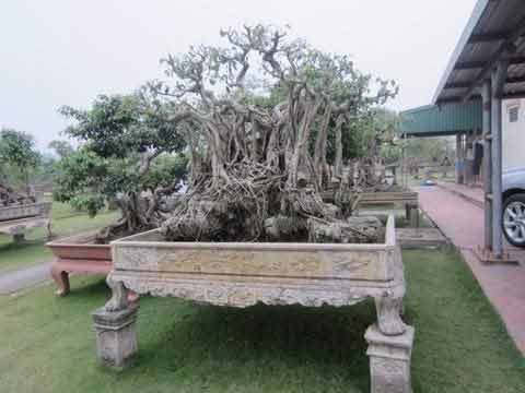Đau đầu nghĩ cách trông nhà tiền tỉ qua Tết - 1