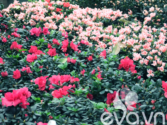 Hoa đỗ quyên và đỗ quyên phấn hồng rất hút mắt những người đến mua hoa.