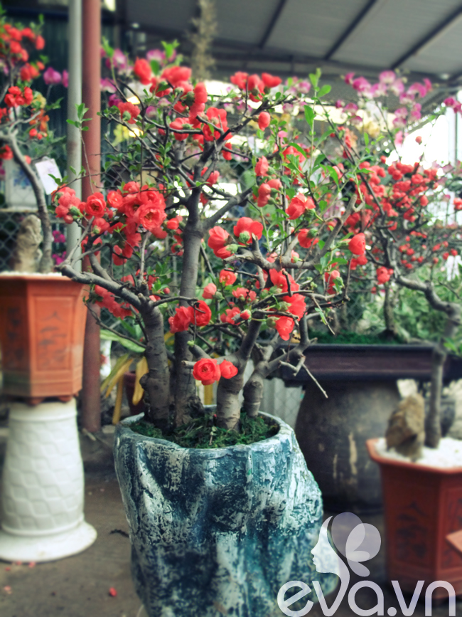 Hoa mai đỏ Đài Loan có giá bán 600.000 đồng/chậu.