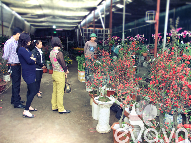 Không khí tại chợ hoa tại Hà Nội bắt đầu sôi động, tấp nập kẻ bán người mua với đủ các loại hoa, cây cảnh từ cao cấp đến bình dân. Ngoài những cây cảnh cũ trên thị trường hoa tết năm nay có rất nhiều loại cây cảnh mới.