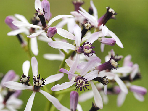 Tết đến, đừng cắm hoa này nhé! - 2