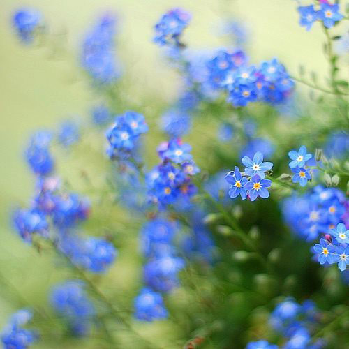 Tết đến, đừng cắm hoa này nhé! - 4