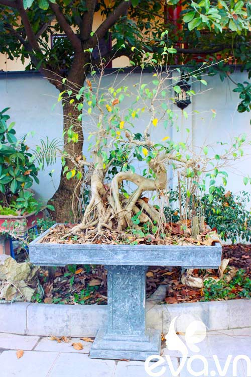 Khoe nhà: 300m2 mát mắt, lịm lòng - 8